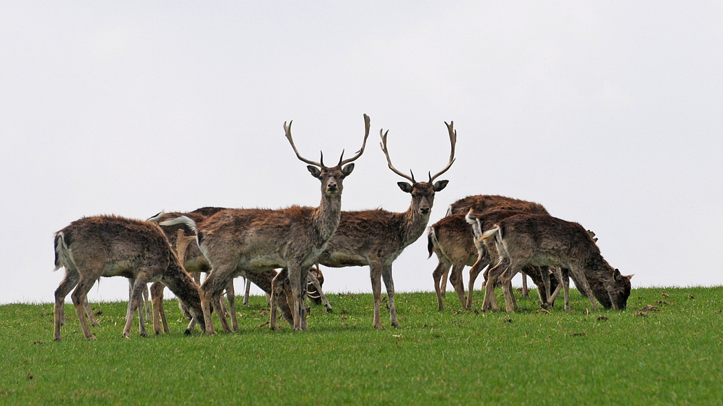 Damwild auf der Weide
