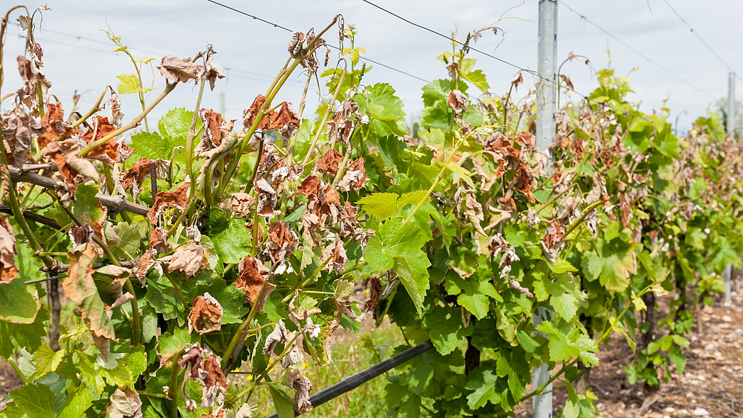 Weinreben mit Frostschäden
