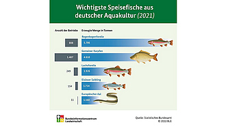 BZL-Infografik: Wichtigste Speisefische aus deutscher Aquakultur (2021)