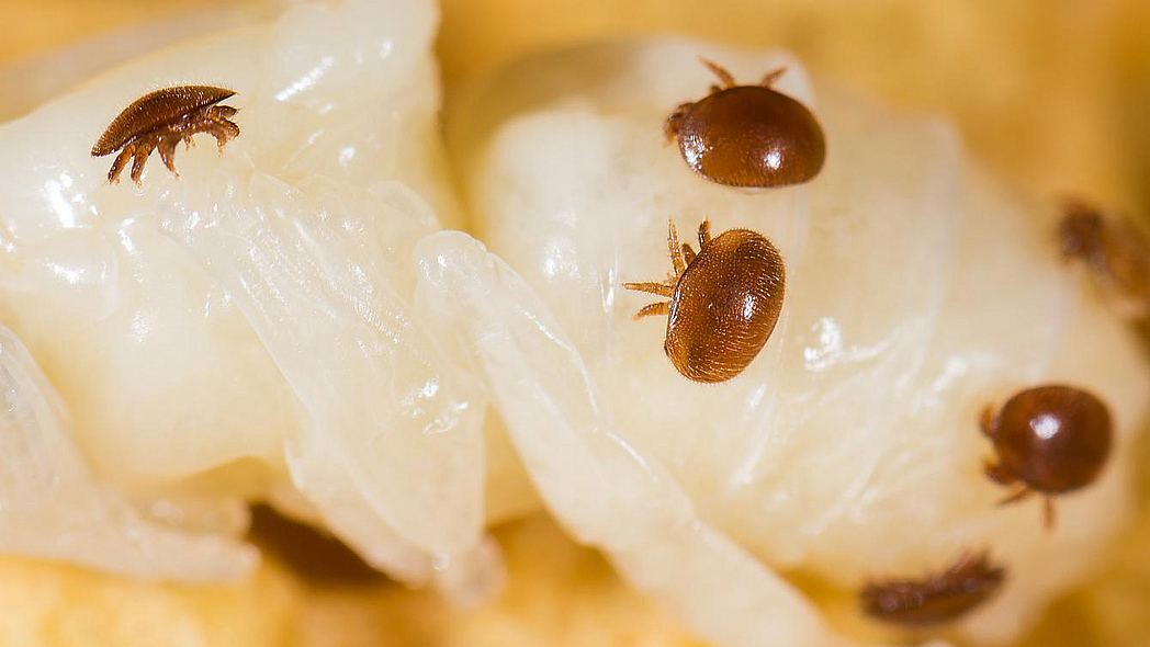 Varroamilben (Varroa destructor) an einer Drohnenpuppe im Bienenstock der Biene (Apis mellifera).