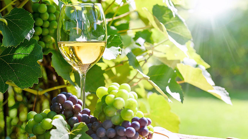 Ein Glas Weißwein umrahmt von weißen und roten Weintrauben.